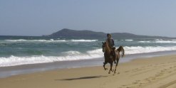 Kamal - Beach Horse Riding NSW - Southern Cross Horse Treks Australia