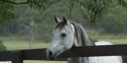 Kiya - Arabian Horse Riding Farm NSW Australia