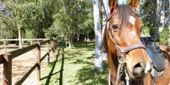 Arabian Horse Riding Holiday Australia Near Sydney NSW