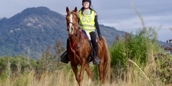 Endurance Trained Trekking Horses