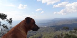 Rhodesian Ridgeback Jambo - King Of The Mountain