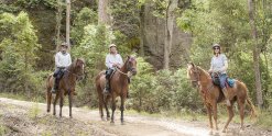 Horse Riding Tours Small Groups Mid North Coast NSW Australian Horse Trekking