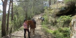 Comboyne Mountain Decent Horse Treks Australia NSW Adventure Tours