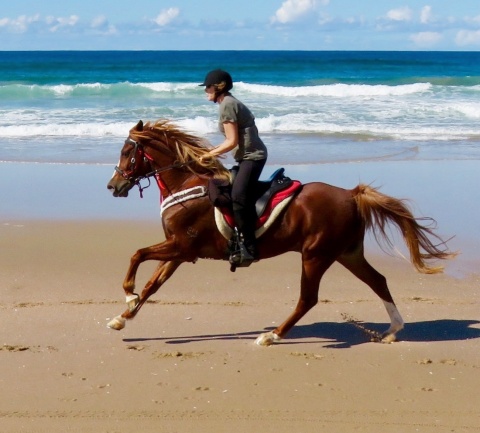 Australian Arabian Beach Horse 