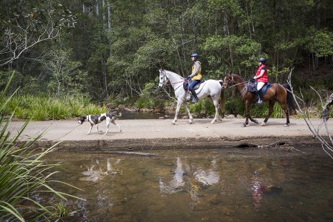 Horse Treks Australia NSW North Coast