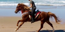 Australian Arabian Beach Horse 